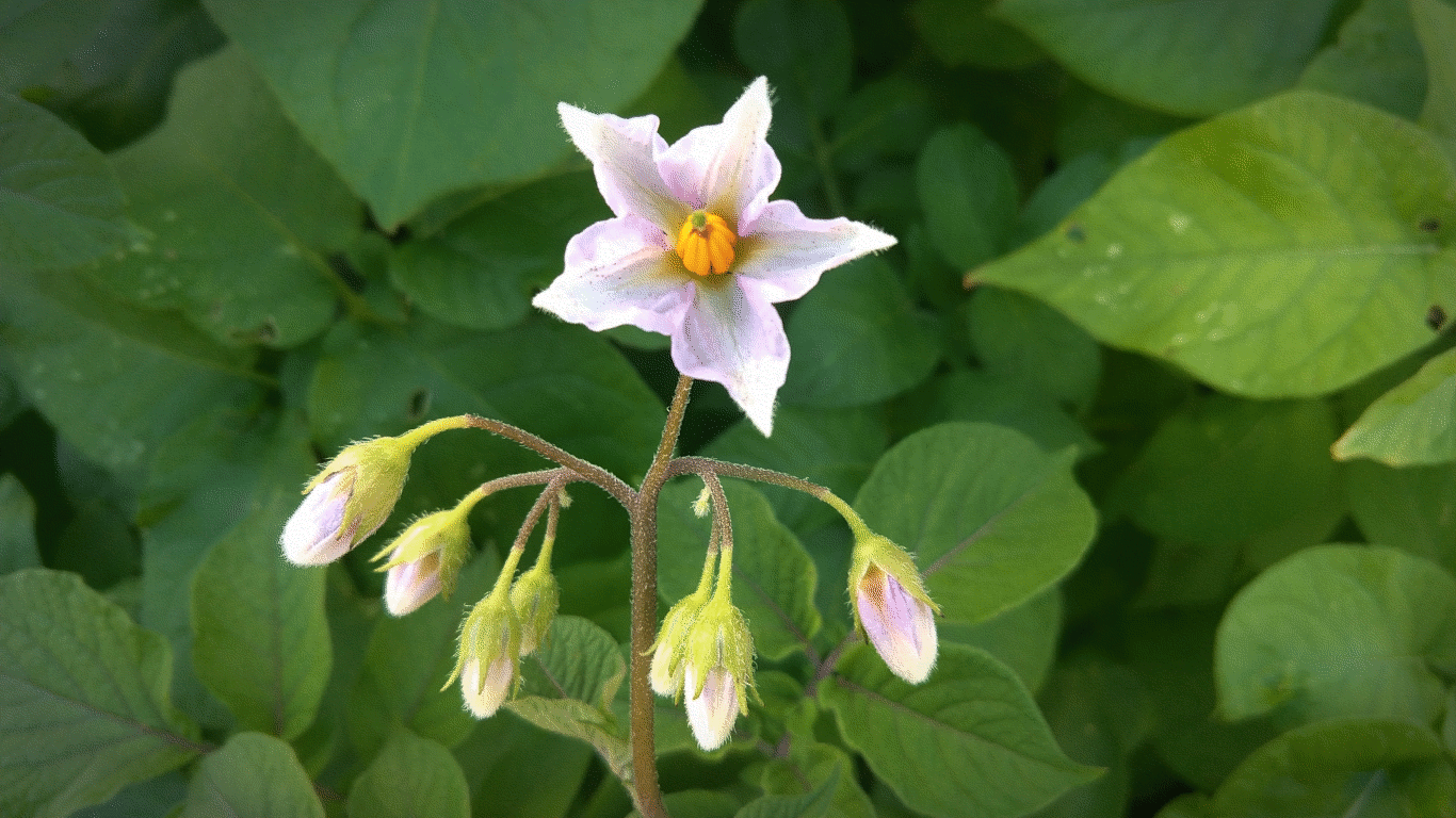 Blooming sweet potato flower