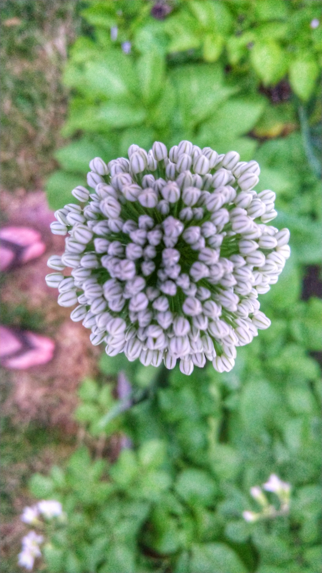 looking down on an onion flower